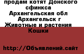 продам котят Донского сфинкса - Архангельская обл., Архангельск г. Животные и растения » Кошки   